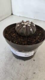 ASTROPHYTUM ASTERIAS “Purple”  Nº 875 – vaso 11 - Imagem 9