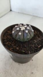 ASTROPHYTUM ASTERIAS “Purple”  Nº 875 – vaso 11 - Imagem 8