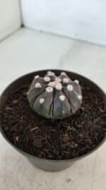 ASTROPHYTUM ASTERIAS “Purple”  Nº 875 – vaso 11 - Imagem 7