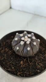 ASTROPHYTUM ASTERIAS “Purple”  Nº 875 – vaso 11 - Imagem 6