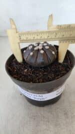 ASTROPHYTUM ASTERIAS “Purple”  Nº 875 – vaso 11