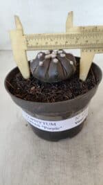 ASTROPHYTUM ASTERIAS “Purple”  Nº 875 – vaso 11 - Imagem 4