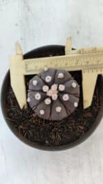 ASTROPHYTUM ASTERIAS “Purple”  Nº 875 – vaso 11 - Imagem 3