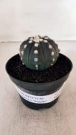 ASTROPHYTUM ASTERIAS “Purple”  Nº 876 – vaso 11 - Imagem 2