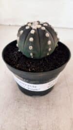 ASTROPHYTUM ASTERIAS “Purple”  Nº 876 – vaso 11 - Imagem 9