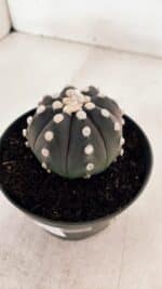 ASTROPHYTUM ASTERIAS “Purple”  Nº 876 – vaso 11 - Imagem 8