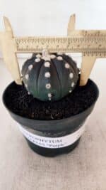 ASTROPHYTUM ASTERIAS “Purple”  Nº 876 – vaso 11