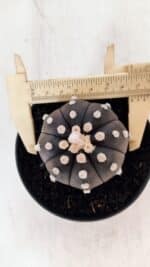 ASTROPHYTUM ASTERIAS “Purple”  Nº 876 – vaso 11 - Imagem 5