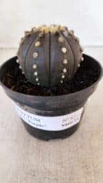 ASTROPHYTUM ASTERIAS “Purple”  Nº 877 – vaso 11 - Imagem 2