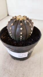 ASTROPHYTUM ASTERIAS “Purple”  Nº 877 – vaso 11 - Imagem 9