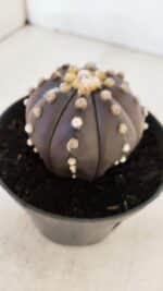 ASTROPHYTUM ASTERIAS “Purple”  Nº 877 – vaso 11 - Imagem 8