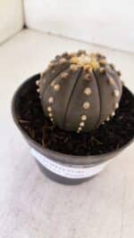 ASTROPHYTUM ASTERIAS “Purple”  Nº 877 – vaso 11 - Imagem 6