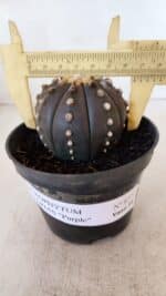 ASTROPHYTUM ASTERIAS “Purple”  Nº 877 – vaso 11