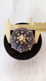 ASTROPHYTUM ASTERIAS “Purple”  Nº 877 – vaso 11 - Imagem 4