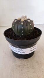 ASTROPHYTUM ASTERIAS “Purple”  Nº 878 – vaso 11 - Imagem 2