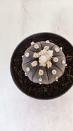 ASTROPHYTUM ASTERIAS “Purple”  Nº 878 – vaso 11 - Imagem 3