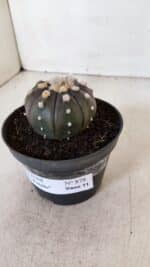 ASTROPHYTUM ASTERIAS “Purple”  Nº 878 – vaso 11 - Imagem 9