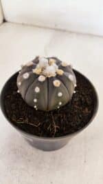 ASTROPHYTUM ASTERIAS “Purple”  Nº 878 – vaso 11 - Imagem 8