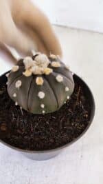 ASTROPHYTUM ASTERIAS “Purple”  Nº 878 – vaso 11 - Imagem 7