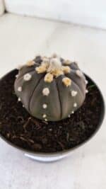 ASTROPHYTUM ASTERIAS “Purple”  Nº 878 – vaso 11 - Imagem 6