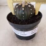 ASTROPHYTUM ASTERIAS “Purple”  Nº 878 – vaso 11