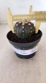 ASTROPHYTUM ASTERIAS “Purple”  Nº 878 – vaso 11