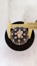 ASTROPHYTUM ASTERIAS “Purple”  Nº 878 – vaso 11 - Imagem 5