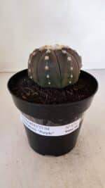 ASTROPHYTUM ASTERIAS “Purple”  Nº 879 – vaso 15 - Imagem 2