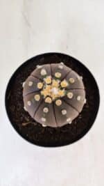 ASTROPHYTUM ASTERIAS “Purple”  Nº 879 – vaso 15 - Imagem 3