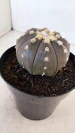 ASTROPHYTUM ASTERIAS “Purple”  Nº 879 – vaso 15 - Imagem 7