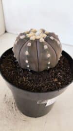 ASTROPHYTUM ASTERIAS “Purple”  Nº 879 – vaso 15 - Imagem 6