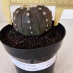 ASTROPHYTUM ASTERIAS “Purple”  Nº 879 – vaso 15