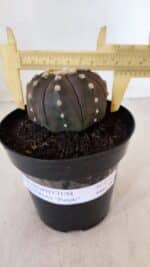 ASTROPHYTUM ASTERIAS “Purple”  Nº 879 – vaso 15
