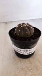 ASTROPHYTUM ASTERIAS “Purple”  Nº 880 – vaso 09 - Imagem 2