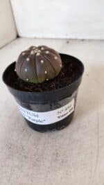 ASTROPHYTUM ASTERIAS “Purple”  Nº 880 – vaso 09 - Imagem 9