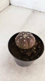 ASTROPHYTUM ASTERIAS “Purple”  Nº 880 – vaso 09 - Imagem 8