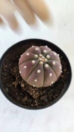ASTROPHYTUM ASTERIAS “Purple”  Nº 880 – vaso 09 - Imagem 7