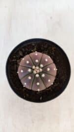 ASTROPHYTUM ASTERIAS “Purple”  Nº 880 – vaso 09 - Imagem 3