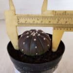 ASTROPHYTUM ASTERIAS “Purple”  Nº 880 – vaso 09