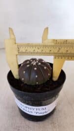 ASTROPHYTUM ASTERIAS “Purple”  Nº 880 – vaso 09