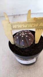 ASTROPHYTUM ASTERIAS “Purple”  Nº 880 – vaso 09 - Imagem 6