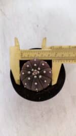 ASTROPHYTUM ASTERIAS “Purple”  Nº 880 – vaso 09 - Imagem 5