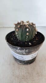 ASTROPHYTUM ASTERIAS “Purple”  Nº 881 – vaso 11 - Imagem 2