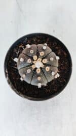 ASTROPHYTUM ASTERIAS “Purple”  Nº 881 – vaso 11 - Imagem 3