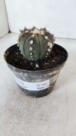 ASTROPHYTUM ASTERIAS “Purple”  Nº 881 – vaso 11 - Imagem 10