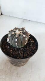 ASTROPHYTUM ASTERIAS “Purple”  Nº 881 – vaso 11 - Imagem 9