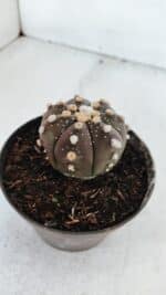 ASTROPHYTUM ASTERIAS “Purple”  Nº 881 – vaso 11 - Imagem 8