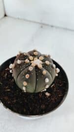 ASTROPHYTUM ASTERIAS “Purple”  Nº 881 – vaso 11 - Imagem 7