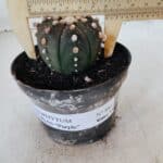 ASTROPHYTUM ASTERIAS “Purple”  Nº 881 – vaso 11