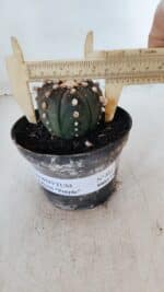 ASTROPHYTUM ASTERIAS “Purple”  Nº 881 – vaso 11